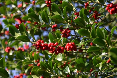 Ilex aquifolium