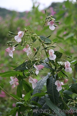 Impatiens glandulifera