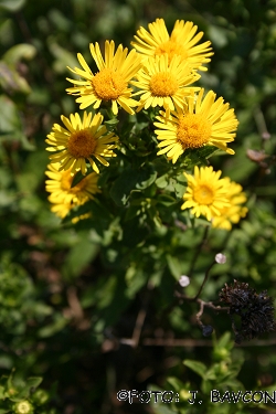 Inula spiraeifolia