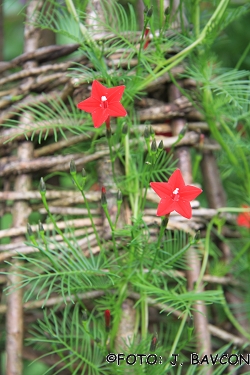 Ipomoea coccinea