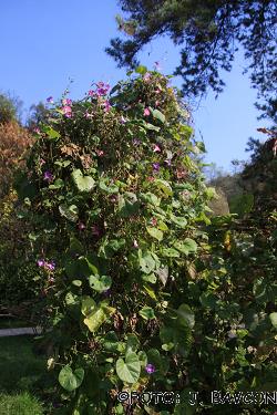 Ipomoea purpurea