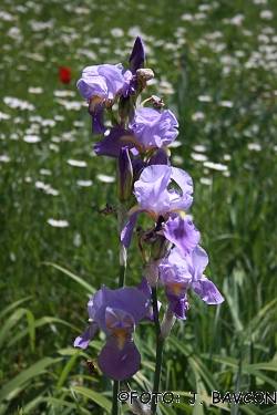 Iris germanica