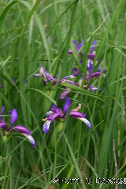 Iris graminea