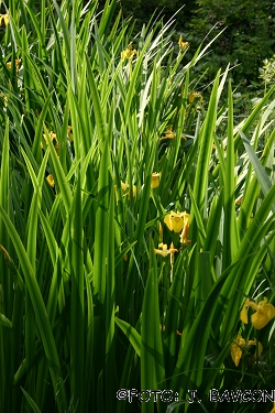 Iris pseudacorus