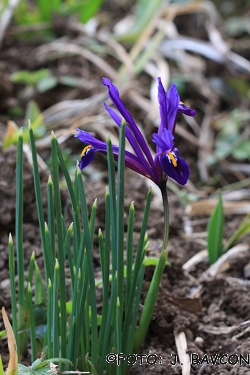 Iris reticulata