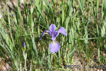 Iris sibirica \'My love\'