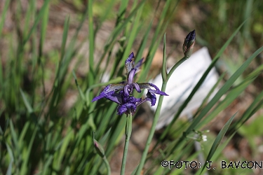 Iris sibirica \'Ottawa\'