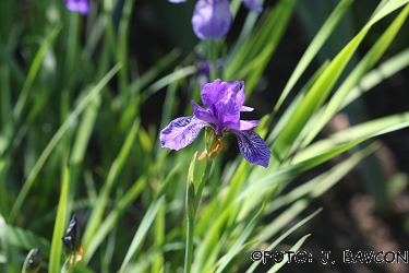 Iris sikkimensis