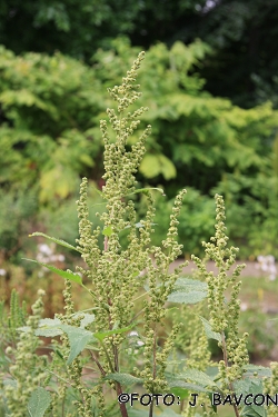 Iva xanthifolia