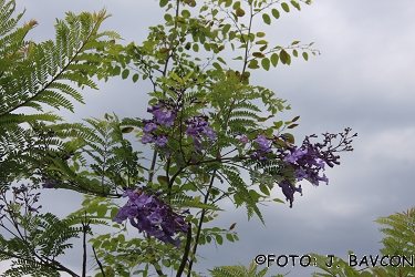 Jacaranda ovalifolia