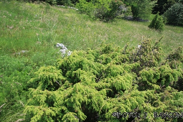 Juniperus alpina