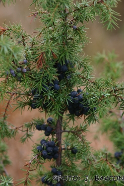 Juniperus communis