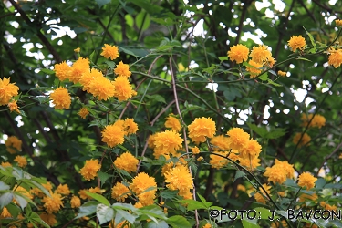 Kerria japonica