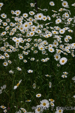 Leucanthemum ircutianum