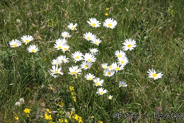 Leucanthemum platylepis