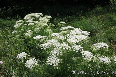 Ligusticum seguieri