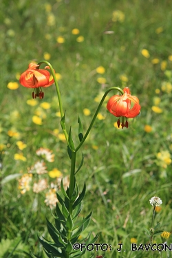 Lilium carniolicum