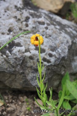 Lilium jankae