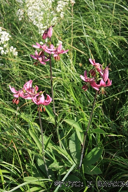 Lilium martagon