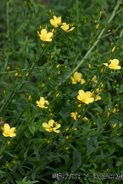 Linum flavum