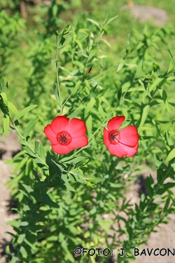 Linum grandiflorum