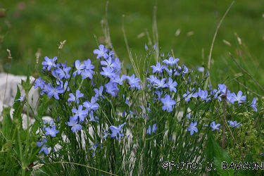 Linum narbonense