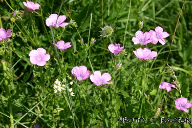 Linum usitatissimum