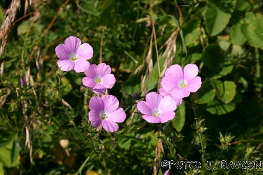 Linum viscosum