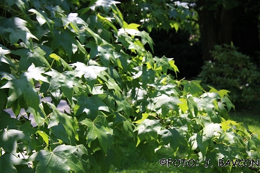 Liquidambar styraciflua