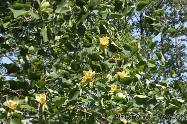 Liriodendron tulipifera