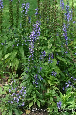 Lobelia siphilitica