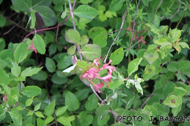 Lonicera caprifolium