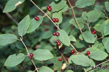 Lonicera xylosteum