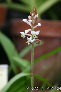 Ludisia discolor