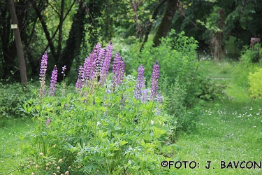 Lupinus polyphyllus