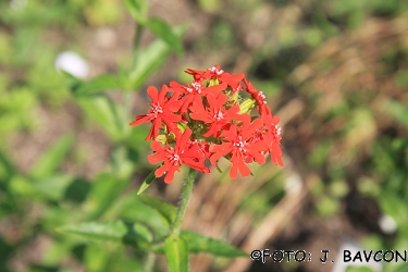 Lychnis chalcedonica