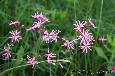 Lychnis flos-cuculi