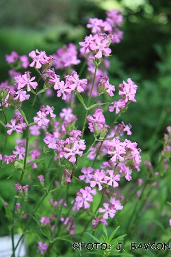 Lychnis viscaria