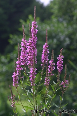 Lythrum salicaria