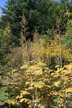 Macleaya cordata