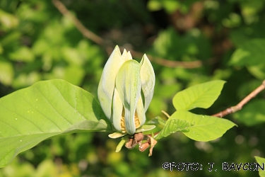 Magnolia acuminata