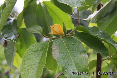 Magnolia champaca