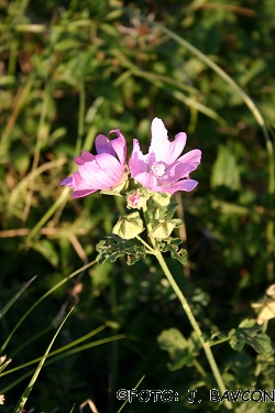 Malva sylvestris