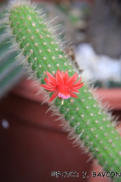 Mammillaria gracilis var. fragilis