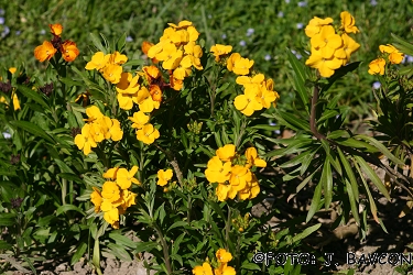 Matthiola incana cv.