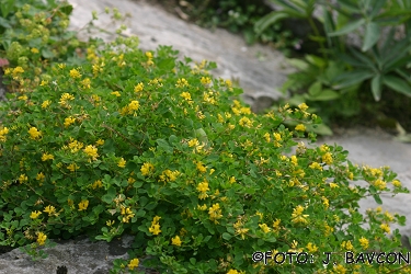 Medicago pironae