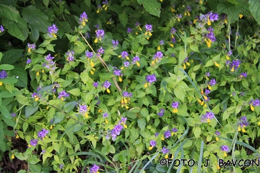 Melampyrum pratense