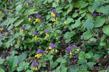 Melampyrum sylvaticum