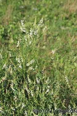 Melilotus albus