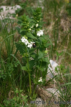 Melittis melissophyllum 